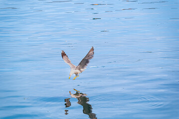 Gaviotas pescando en el mar