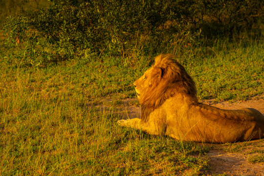 View of Ingonyama the Swazi name for lion in natural habitat on game drive in Kruger National Park, South Africa