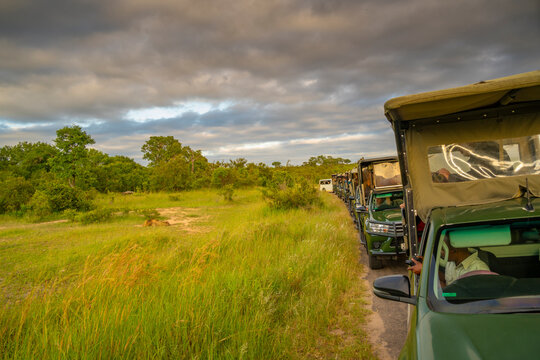View of Ingonyama the Swazi name for lion and line of vehicles on game drive in Kruger National Park, South Africa