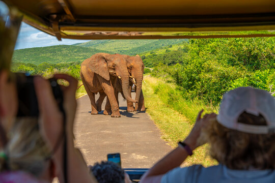 Fototapeta View of elephants from safari vehicle in Hluhluwe-Imfolozi Park (Umfolozi), the oldest nature reserve in Africa, KwaZulu-Natal Province, South Africa
