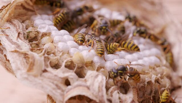 wasp honeycombs, Natural bees nest, insect habitat with larvae, wasp eggs, life cycle Vespula vulgaris, potential hazard