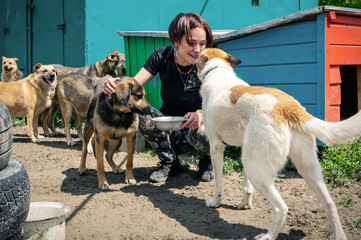 Dog at the shelter. Animal shelter volunteer takes care of dogs.