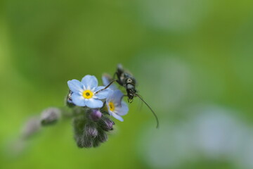 ノハラムラサキの花とカミキリムシ