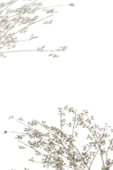 Fototapeta premium PNG floral branches shadow design element