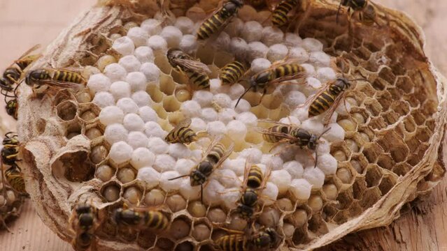 wasp honeycombs, Natural bees nest, insect habitat with larvae, wasp eggs, life cycle Vespula vulgaris, potential hazard