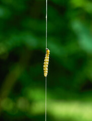 Ermine Moth resp.Yponomeutidae in Web on Bush in Rhineland,Germany