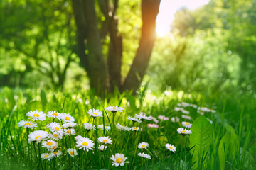 Summer. daisy flowers grow in garden, abstract natural background. beautiful rustic landscape with...