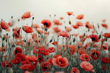 Obraz premium A field of wild poppies in full bloom painting the