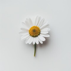 Obraz premium A single daisy with white petals and a yellow flower, daisy, nature, white, chamomile, isolated, camomile, summer, spring, plant, yellow, beauty, blossom, petal, macro, bloom, floral, flora, petals, m