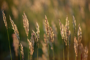 Grass at sunset
