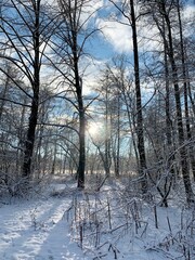 winter forest in the snow