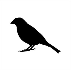 Black bird silhouette isolated on white background. Bird icon vector illustration design.