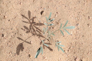 plant in the desert
