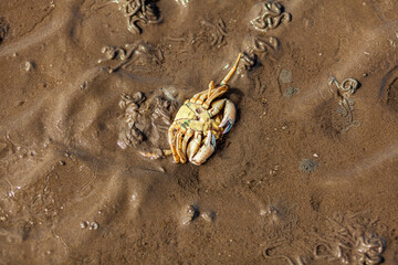 Small crab on the sand during low tide