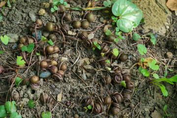 Macro of seed bulb of  Сyclamen coum caucasicum. Brown heads with seeds against background of earth