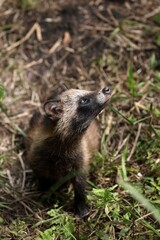 空を見上げるタヌキの子供
