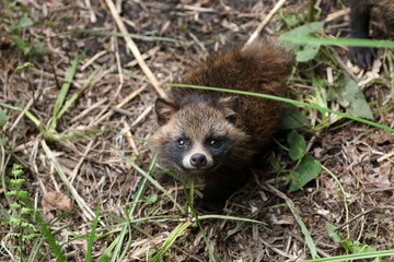 見上げる幼い狸のこども