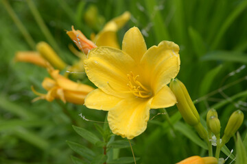 ヘメロカリス・ミニステラ