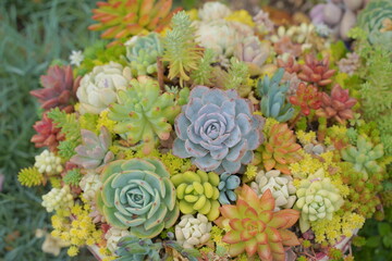 浜名湖ガーデンパークの花壇　2024年5月