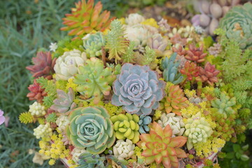 浜名湖ガーデンパークの花壇　2024年5月