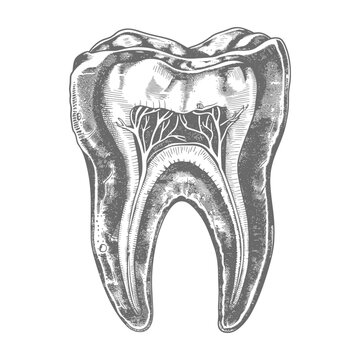 Engraved Dental Anatomy: Detailed Cross-Section of a Tooth, Monochrome Illustration.