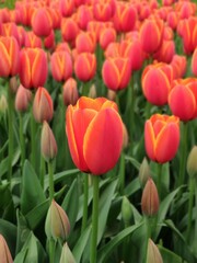 Istanbul tulips in April