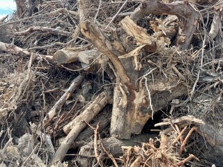 tree stump