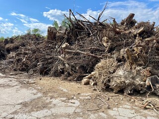 Piled tree stumps after tree cutting