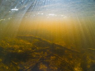 Underwater photo, bottom of the Pirita river with muddy water. The sun's rays pass underwater.