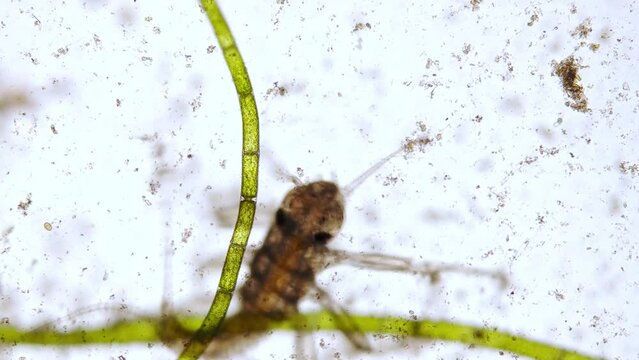 Mayfly larva (Ephemeroptera) under the microscope - optical microscope x50 magnification