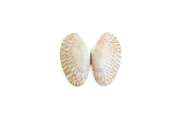 Shell of a Undulated surf clams (Paphia undulata) isolated on white background, Undulated surf clams shell