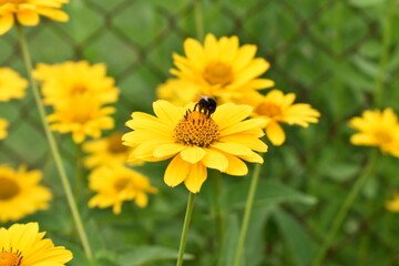 Bee on yellow flower