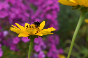 Obraz premium Bee on flower