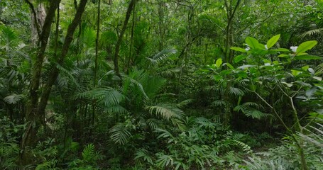 Drone view of Bali. Tropical forest interior. Nature background of a rainforest