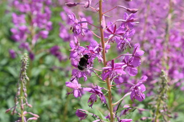 Bee on lavender