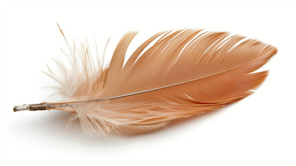 A brown hen feather gracefully isolated against a pristine white background.