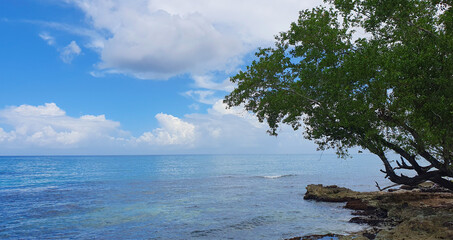 Tropical coconut palm trees with clear blue sky as copy space background.