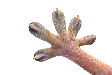 Closup hand White line gecko on isolated background, White line gecko lizard closeup hand  © kuritafsheen