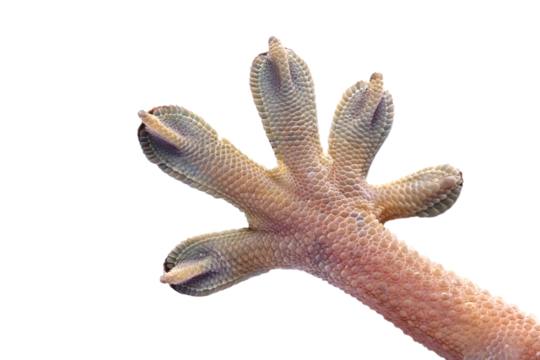 Closup hand White line gecko on isolated background, White line gecko lizard closeup hand 