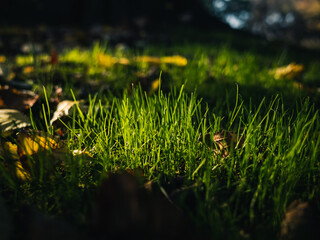 Green grass