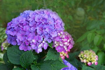 Beautiful blue hydrangea flowers isolated on green.