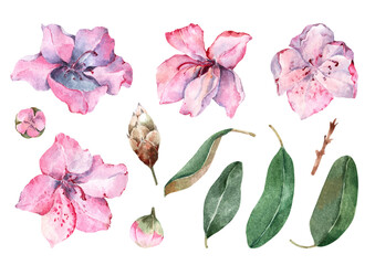 Set isolated elements blooming garden flowers pink azalea, green leaves, buds. Clipart summer tropical plants. Hand drawn watercolor illustration white background for cards, banner,wedding invitation.