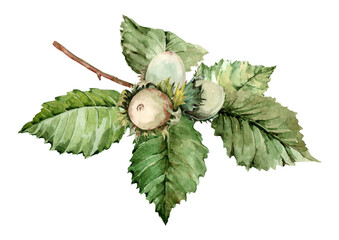 Branch of a garden tree with ripe hazelnut fruits. Natural composition with green leaves and nuts. Hand drawn watercolor illustration white background for cards, print, label, cover, poster, banner.
