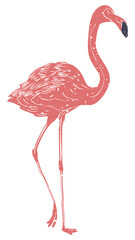 PNG flamingo printmaking transparent