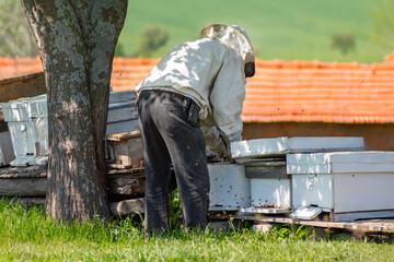 A beekeeper tending the bees at the head of the beehives. beehives lined up on green grass. 