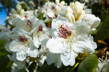 White rhododendron flowers close up shot with selective focus