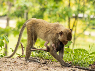 monkeys on a walk in the park.