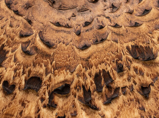 mushroom scaly tinder fungus as a background.