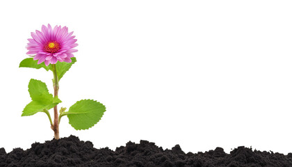 Pink flower blooming from fertile soil isolate on transparent background, cutout, png