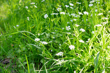 a field of grass with white flowers and a green background